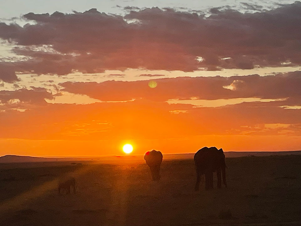 Sunset silhouette of grazing animals against a cloudy sky.