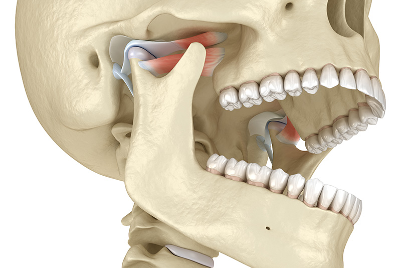 Anatomical model of a human skull with an open mouth, showcasing the dental structure and teeth.